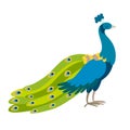 Peacock vector illustration. Standing funny bird