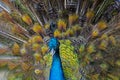 A colorful peacock does the wheel to seduce a female