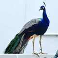 ???? Peacock visitor in all its majestic splendor! ???? Nature& artistry at its finest.