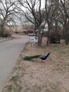 Peacock , walking around on the path at Terry Bison Ranch Cheyenne Wyoming Royalty Free Stock Photo