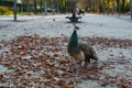 Peacock walking in the autumn Park, Porto. Royalty Free Stock Photo