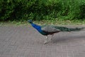 Peacock Walking on Brick Path in Green Garden Royalty Free Stock Photo