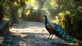 Peacock Walking on a Cobblestone Path Royalty Free Stock Photo