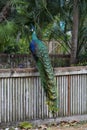 Peacock walking on the fence