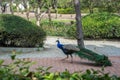 A peacock walking at the footpath in the park La Paloma at Benalmadena Royalty Free Stock Photo