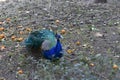 Peacock on the garden - Alhambra Royalty Free Stock Photo