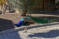 Peacock Walking in Goynuk Canyon, Antalya Royalty Free Stock Photo