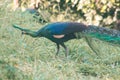 Peacock walking in the grass