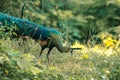 Peacock walking in the grass