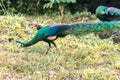 Peacock walking in the grass