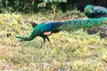 Peacock walking in the grass