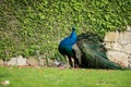 A peacock walking through its land showing its feathers and twisting its neck.