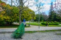 Peacock walking in beautiful Jardins do Palacio de Cristal, Porto, Portugal