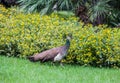 Peacock walking on the lawn of park Royalty Free Stock Photo