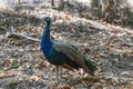 Peacock walking in the park Royalty Free Stock Photo