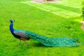 Peacock walking in a park Royalty Free Stock Photo