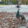 Peacock walking in the Park, Porto Royalty Free Stock Photo