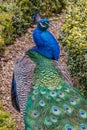 Peacock Walking a Path