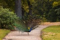 Peacock walking on a path in the park Royalty Free Stock Photo