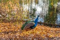 A peacock walking on the shore of a lake in a park Royalty Free Stock Photo