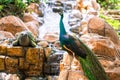 Peacock walks near the waterfall. Beautiful graceful bird. Bird watching