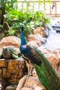 Peacock walks near the waterfall. Beautiful graceful bird. Bird watching