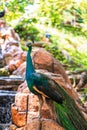 Peacock walks near the waterfall. Beautiful graceful bird. Bird watching