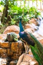 Peacock walks near the waterfall. Beautiful graceful bird. Bird watching