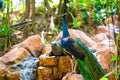 Peacock walks near the waterfall. Beautiful graceful bird. Bird watching