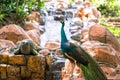 Peacock walks near the waterfall. Beautiful graceful bird. Bird watching