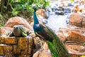 Peacock walks near the waterfall. Beautiful graceful bird. Bird watching