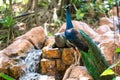 Peacock walks near the waterfall. Beautiful graceful bird. Bird watching