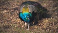 Peacock walks in the park Royalty Free Stock Photo