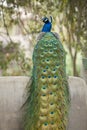 Peacock on Wall Royalty Free Stock Photo