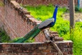 A Beautiful Peacock on a Wall Royalty Free Stock Photo