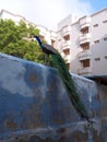Peacock on a wall in Thiruchendur Royalty Free Stock Photo