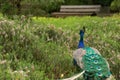 Peacock wandering through a dream field of plants in the botanic