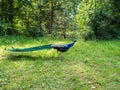 Peacock wandering through a park Royalty Free Stock Photo