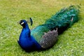 Peacock at Warwick castle garden Royalty Free Stock Photo