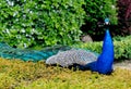 Peacock at Warwick castle garden Royalty Free Stock Photo