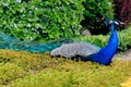 Peacock at Warwick castle garden Royalty Free Stock Photo