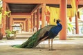 Peacock at Wat Chaloem Phrakiat in Bangkok Royalty Free Stock Photo