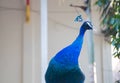 Peacock in Wat Thep Phithak Punnaram