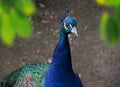 peacock watches intently walking in the garden on a hot afternoon