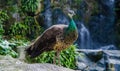 Peacock with waterfall in backdrop