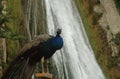 Peacock and waterfall ? Bejiai - Algeria Royalty Free Stock Photo