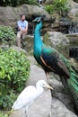 Peacock and white bird with visitor