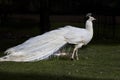 Peacock, white form, portrait on very dark background.