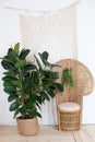 Peacock wicker rattan chair in living room with bohemian decorations and a large ficus in a straw pot. Wicker chair interior decor