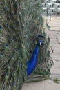 A peacock with a wide open tail and beautifully colored feathers Royalty Free Stock Photo